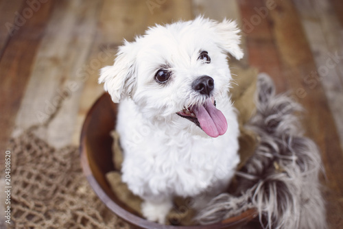 White Maltese dog posed on a wood background, cute friendly pet. 