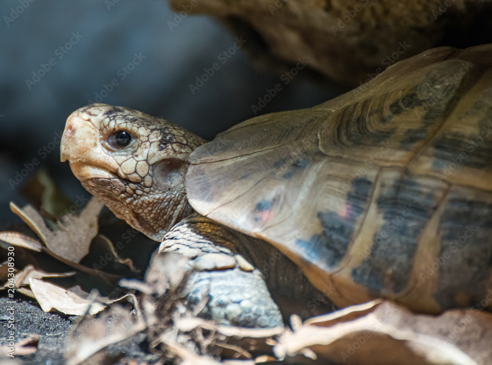 Fototapeta premium Side on turtle