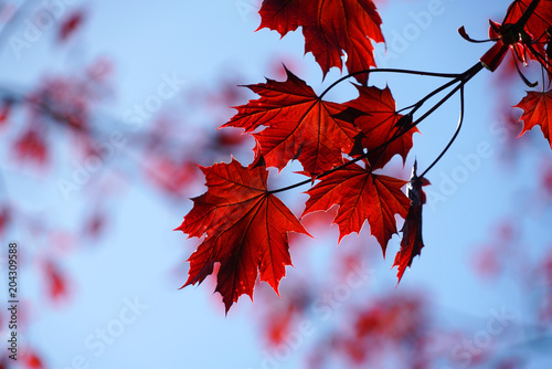 Foto close up on red maple leaves and branches
