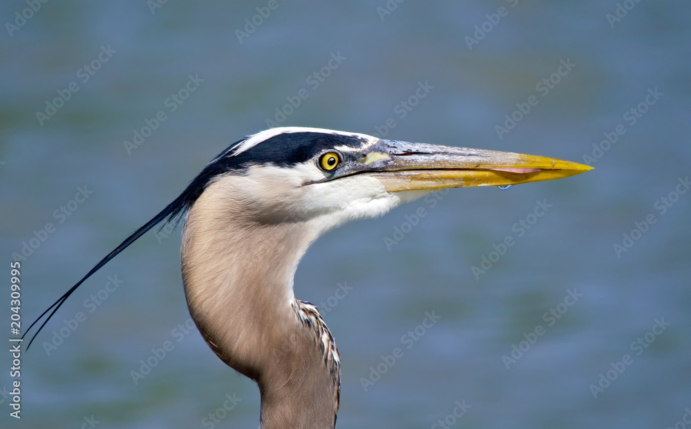Portrait of Great Blue Heron bird (Ardea herodias) by a lake. Close-up with copy space.