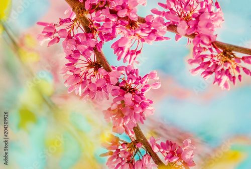 Fototapeta Naklejka Na Ścianę i Meble -  Spring blossom background. Blossoming tree over nature background with rose and white flowers and blue sky. Abstract Springtime concept.
