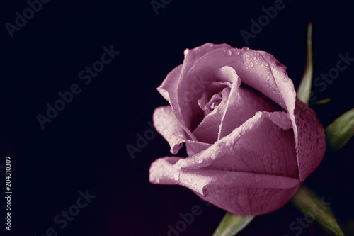 Close-up pink rose photo