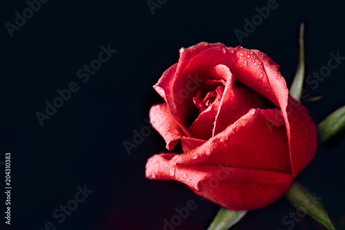 Close-up red rose photo