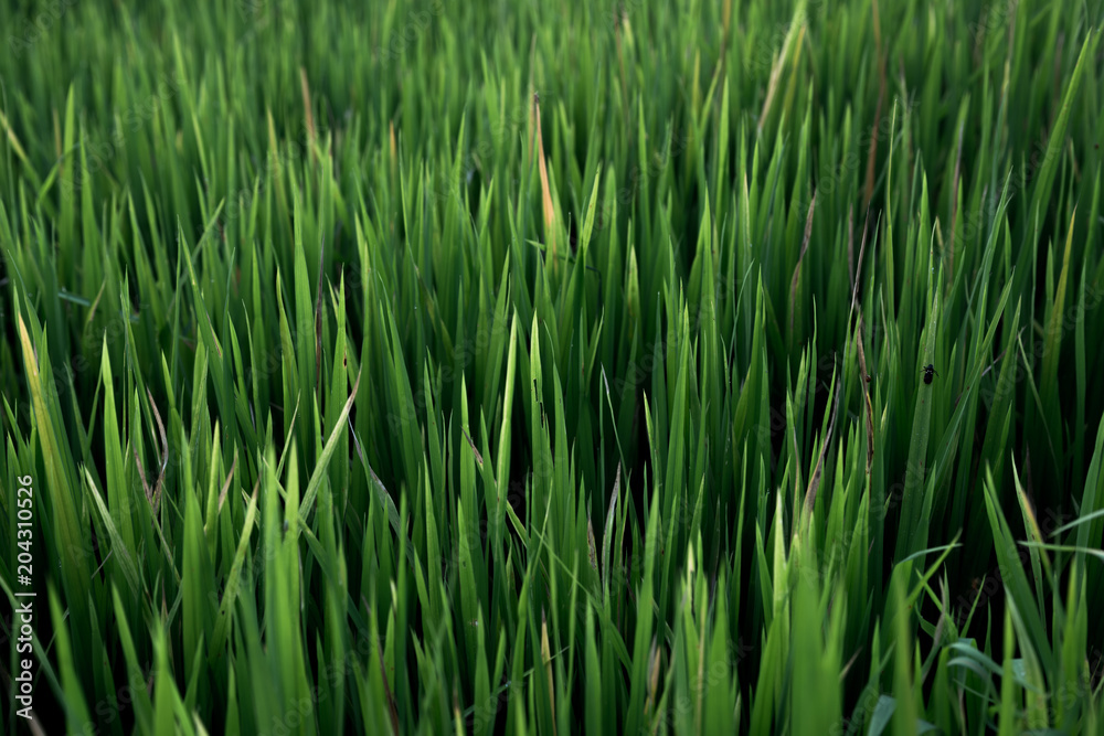 Rice field , The beautiful of rice field from the top view background in Thailand. Rice field , The beautiful of rice field from the top view background in Thailand.