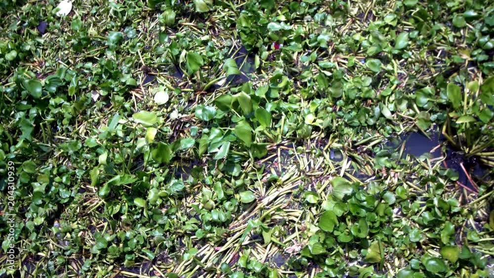 Water hyacinth, Eichhornia crassipes on river Water hyacinth, Eichhornia crassipes on river