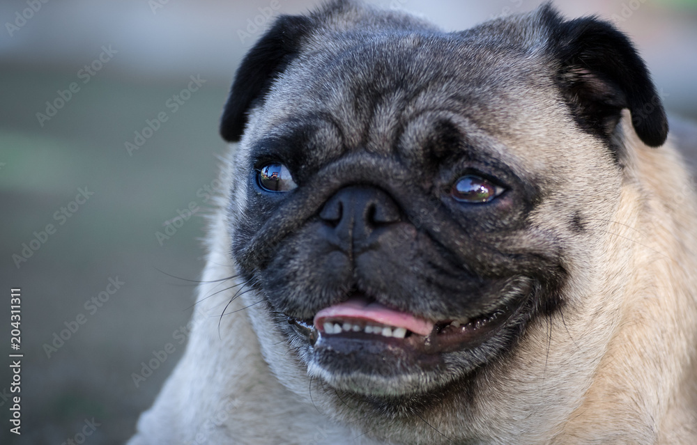 Close up pug dog face