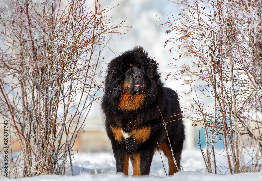 Beautiful dog breed Tibetan mastiff on a nature background. - obrazy, fototapety, plakaty 