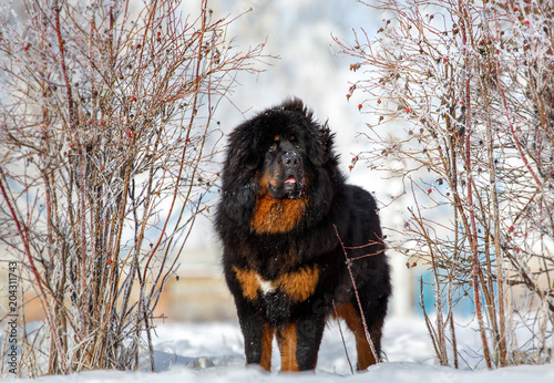 Beautiful dog breed Tibetan mastiff on a nature background. photo