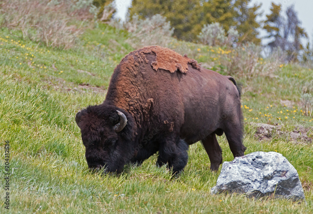 Bison Buffalo Bull grazing in the Hayden Valley near to Canyon Village in Yellowstone National Park in Wyoming USA Bison Buffalo Bull grazing in the Hayden Valley near to Canyon Village in Yellowstone National Park in Wyoming USA