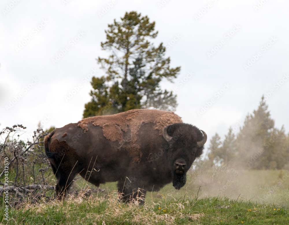 Bison Buffalo Bull dusting off in Hayden Valley near Canyon Village in Yellowstone National Park in Wyoming USA