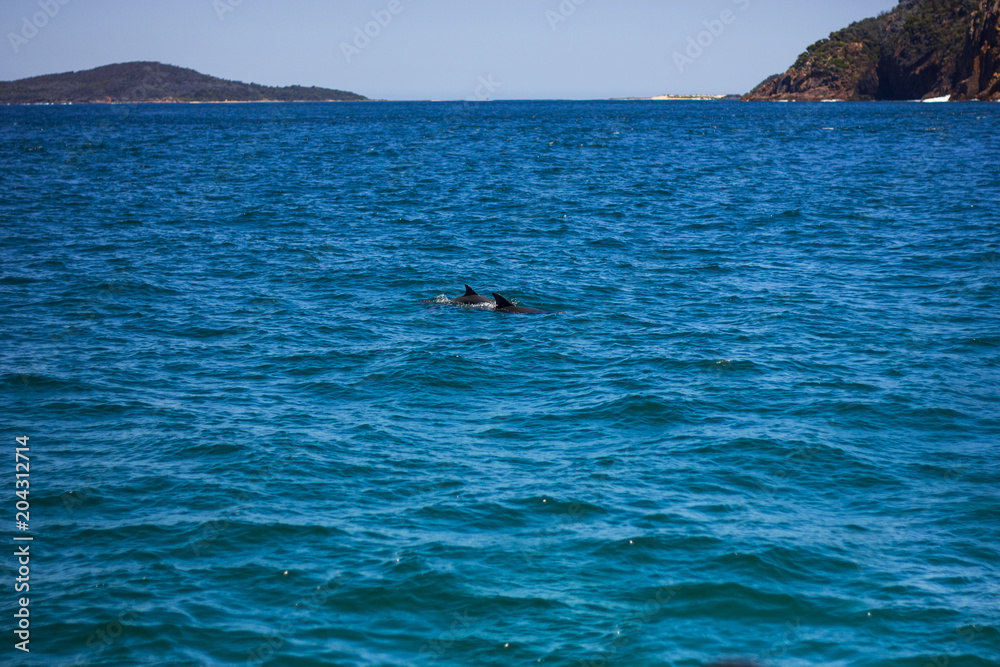 Two Dolphins spotted on a cruise in Australia