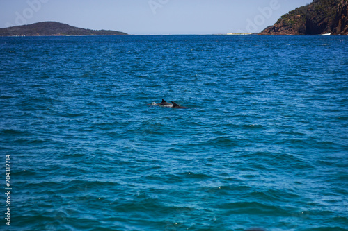 Two Dolphins spotted on a cruise in Australia