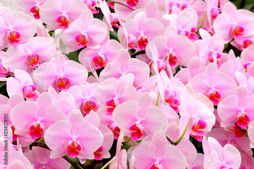 The group of beautiful pink tropical orchid flower background