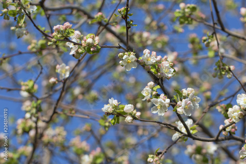 blooming wild apple and blue sky, bright fresh spring background