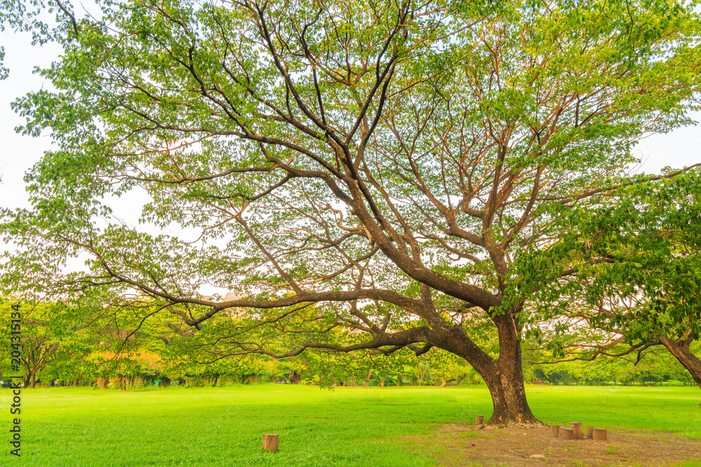 Fototapeta premium A beautiful rain tree on the lawn in the park with nature background.