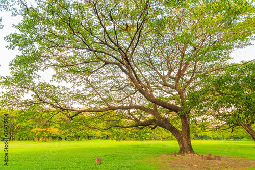 A beautiful rain tree on the lawn in the park with nature background.
