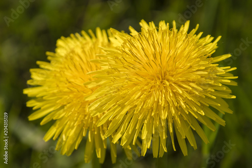 Fototapeta Naklejka Na Ścianę i Meble -  View of yellow dandelion flower.