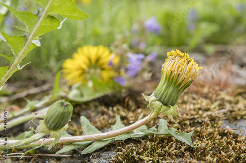 Fototapeta Naklejka Na Ścianę i Meble -  Closed flower of dandelion.