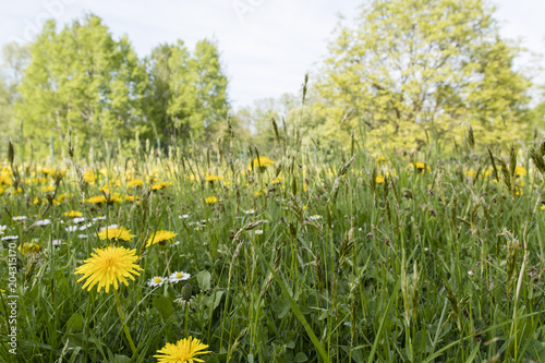 Fototapeta Naklejka Na Ścianę i Meble -  Dandelions growing in the grass.