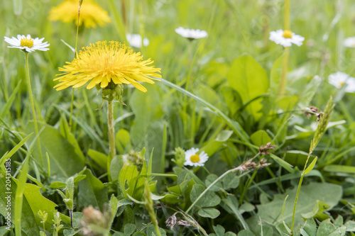 Fototapeta Naklejka Na Ścianę i Meble -  Dandelions growing in the grass.