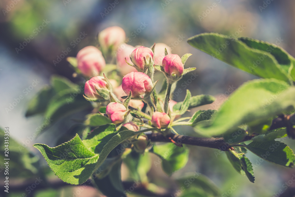 Blossoming cherry trees in spring,Spring Background Blossoming cherry trees in spring,Spring Background