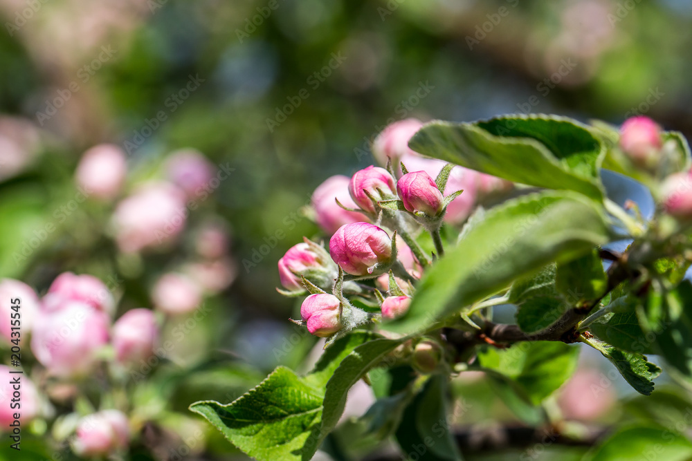 Blossoming cherry trees in spring,Spring Background Blossoming cherry trees in spring,Spring Background
