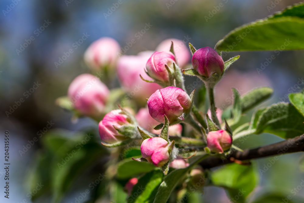 Blossoming cherry trees in spring,Spring Background Blossoming cherry trees in spring,Spring Background