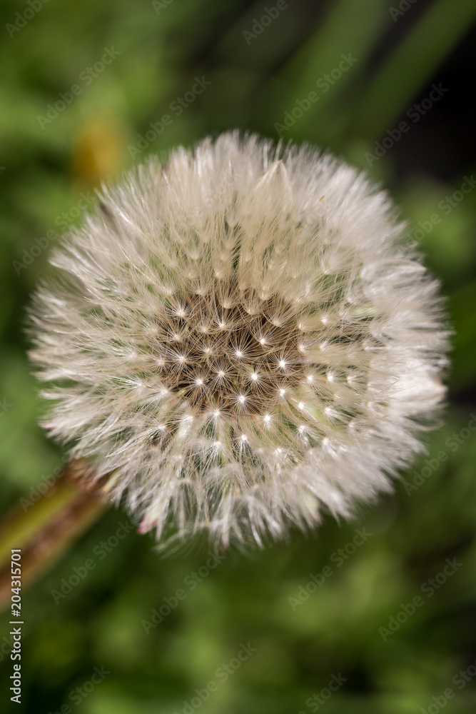 Spring background with dandelion Spring background with dandelion