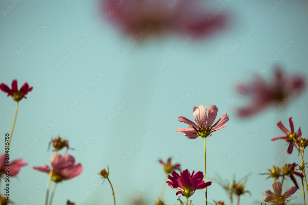 Obraz premium Cosmos flowers vintage