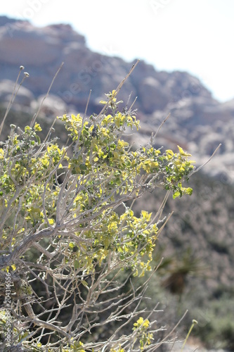 Spring flowers Red Rocks