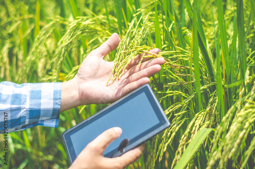 Asian male farmer researching record data in the GMO rice fields.