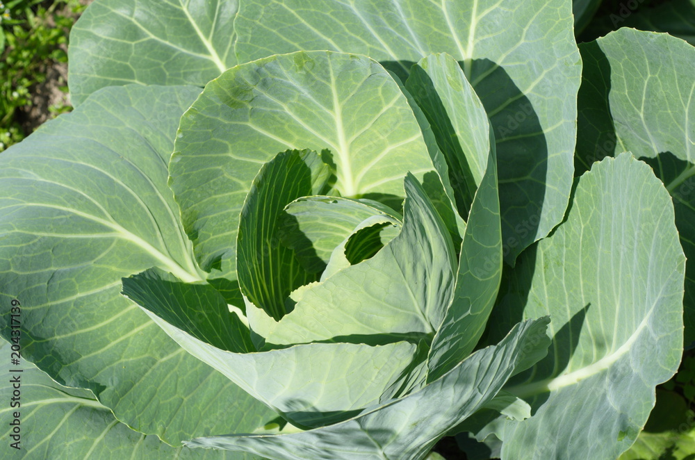 A head of cabbage in the vegetable garden closeup A head of cabbage in the vegetable garden closeup