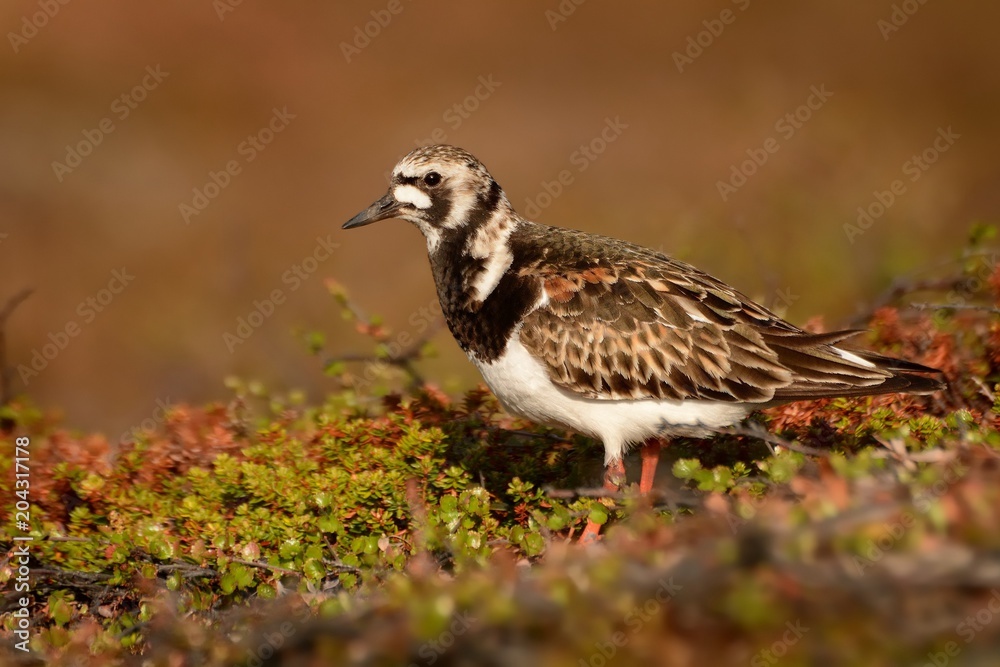 Fototapeta premium Ruddy Turnstone