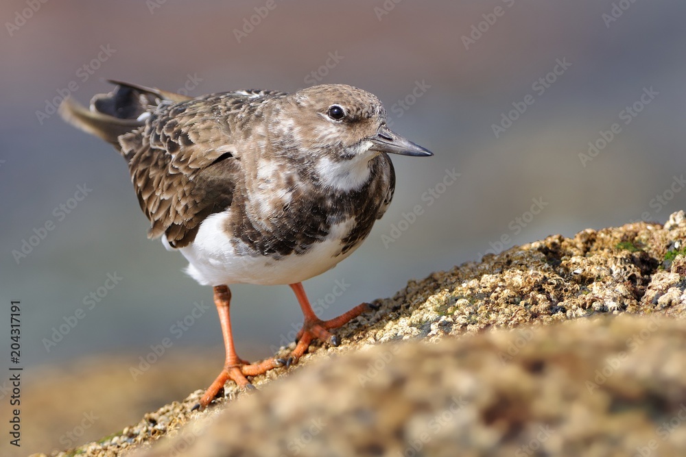 Fototapeta premium Ruddy Turnstone - Arenaria interpres on the cliff