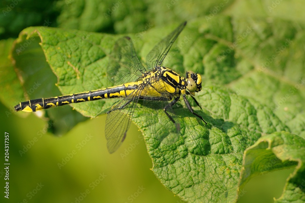 Dragonfly - Gomphus vulgatissimus on the green Dragonfly - Gomphus vulgatissimus on the green