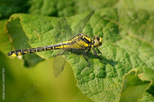 Dragonfly - Gomphus vulgatissimus on the green