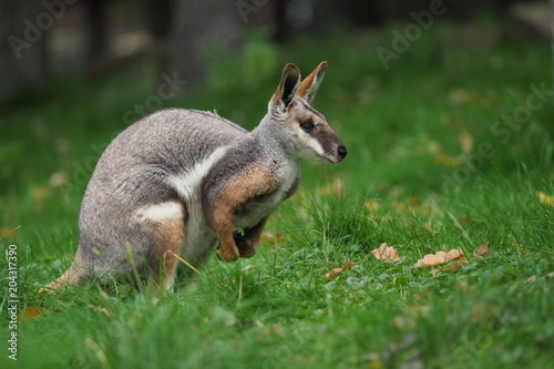 Yellow-footed Rock Wallaby - Petrogale xanthopus - Australian kangaroo photo