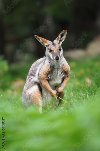 Yellow-footed Rock Wallaby - Petrogale xanthopus - Australian kangaroo photo