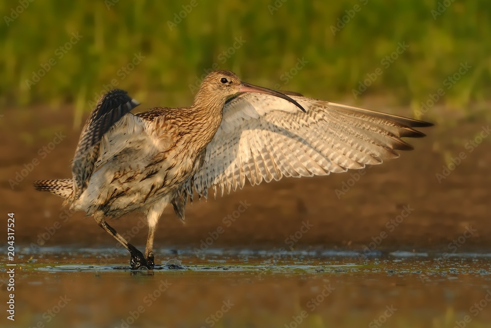 Fototapeta premium Eurasian Curlew - Numenius arquata standing in water.