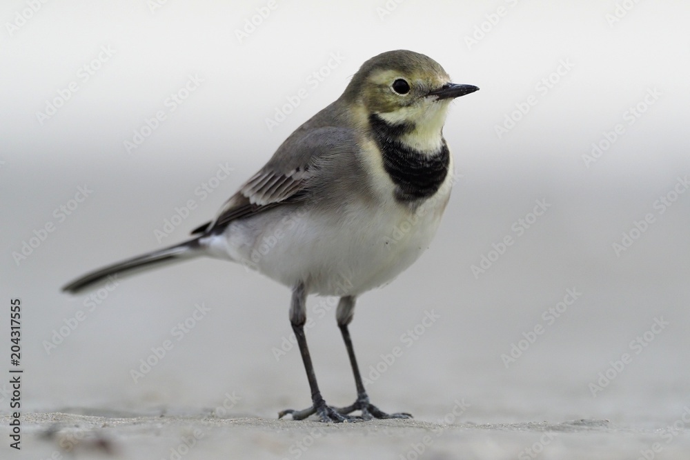 Fototapeta premium White Wagtail - Motacilla alba - young bird