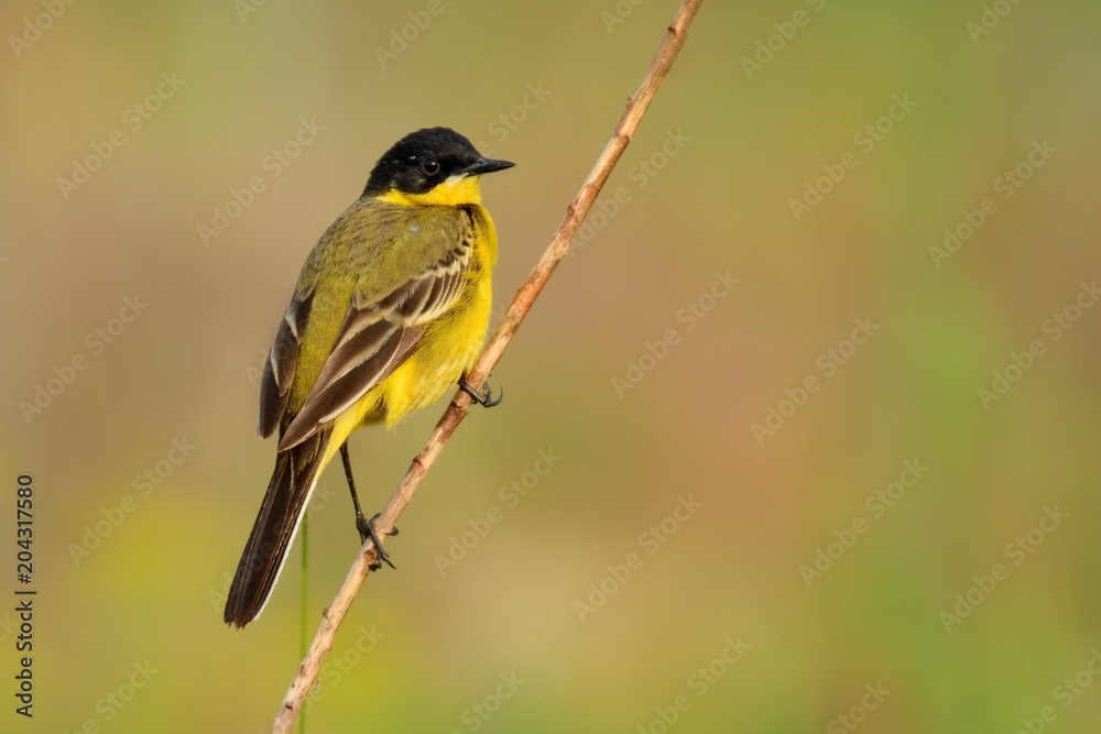 Western Yellow Wagtail (Motacilla flava)