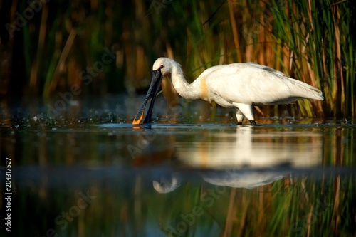 Eurasian Spoonbill (Platalea leucorodia) standing in a shallow water photo