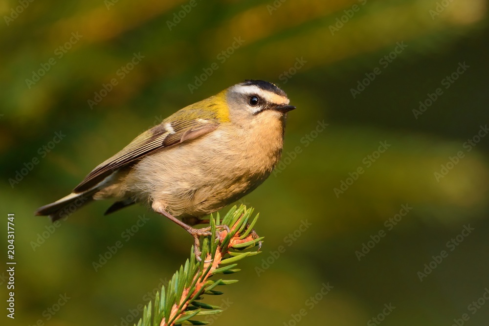 Firecrest - Regulus ignicapilla Firecrest - Regulus ignicapilla