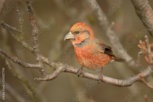 Loxia curvirostra - Red Crossbill male sitting photo