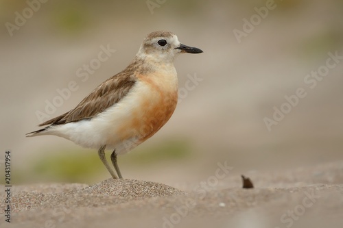 Charadrius obscurus aquilonius - New Zealand dotterel - tuturiwhatu on the beach