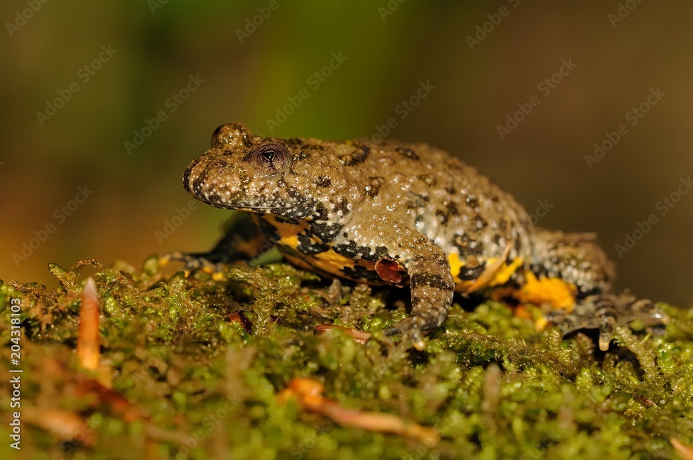 Fototapeta premium The yellow-bellied toad (Bombina variegata)
