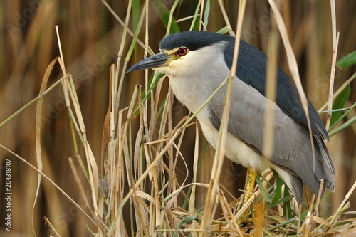 Black-crowned Night-Heron - Nycticorax nycticorax photo