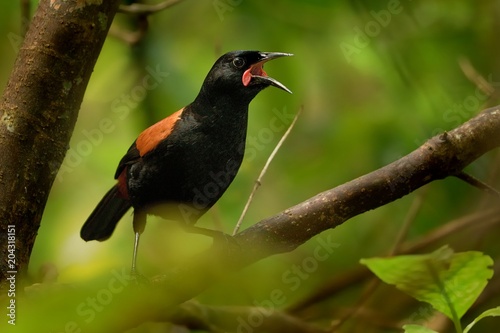 Fotografie Singing North Island Saddleback - Philesturnus rufusater - tieke