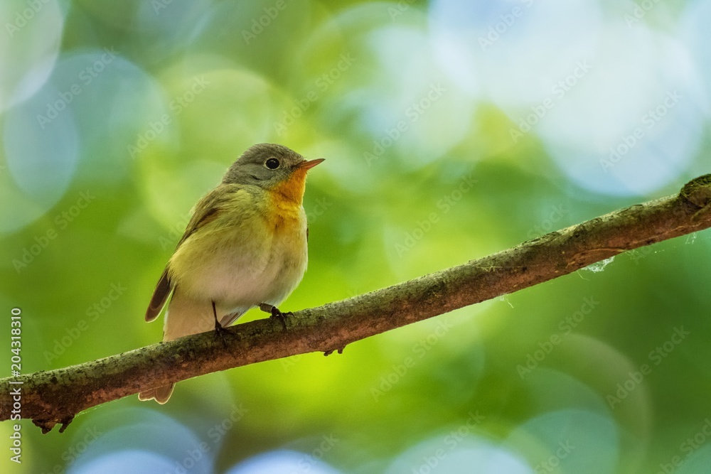 Fototapeta premium Red-breasted Flycatcher - Ficedula parva sitting and singigng