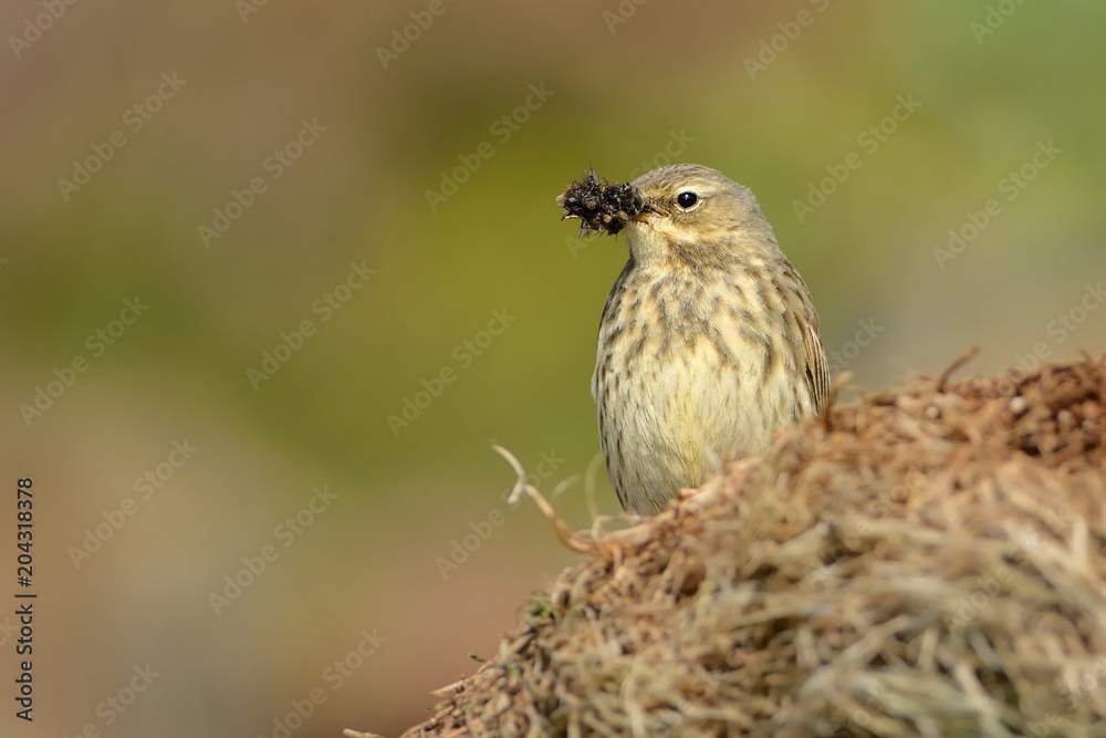 Rock Pipit - Anthus petrosus hunting Rock Pipit - Anthus petrosus hunting